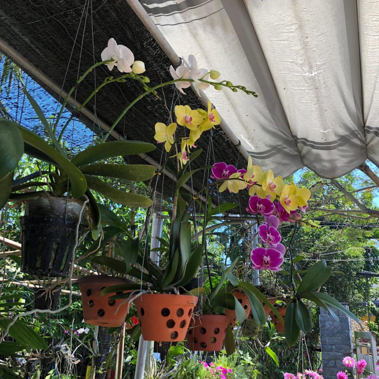 Charming Homestay Hoi An Exterior photo